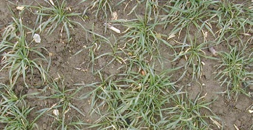 Green Area Index (GAI) 0.5 in wheat at growth stage 24